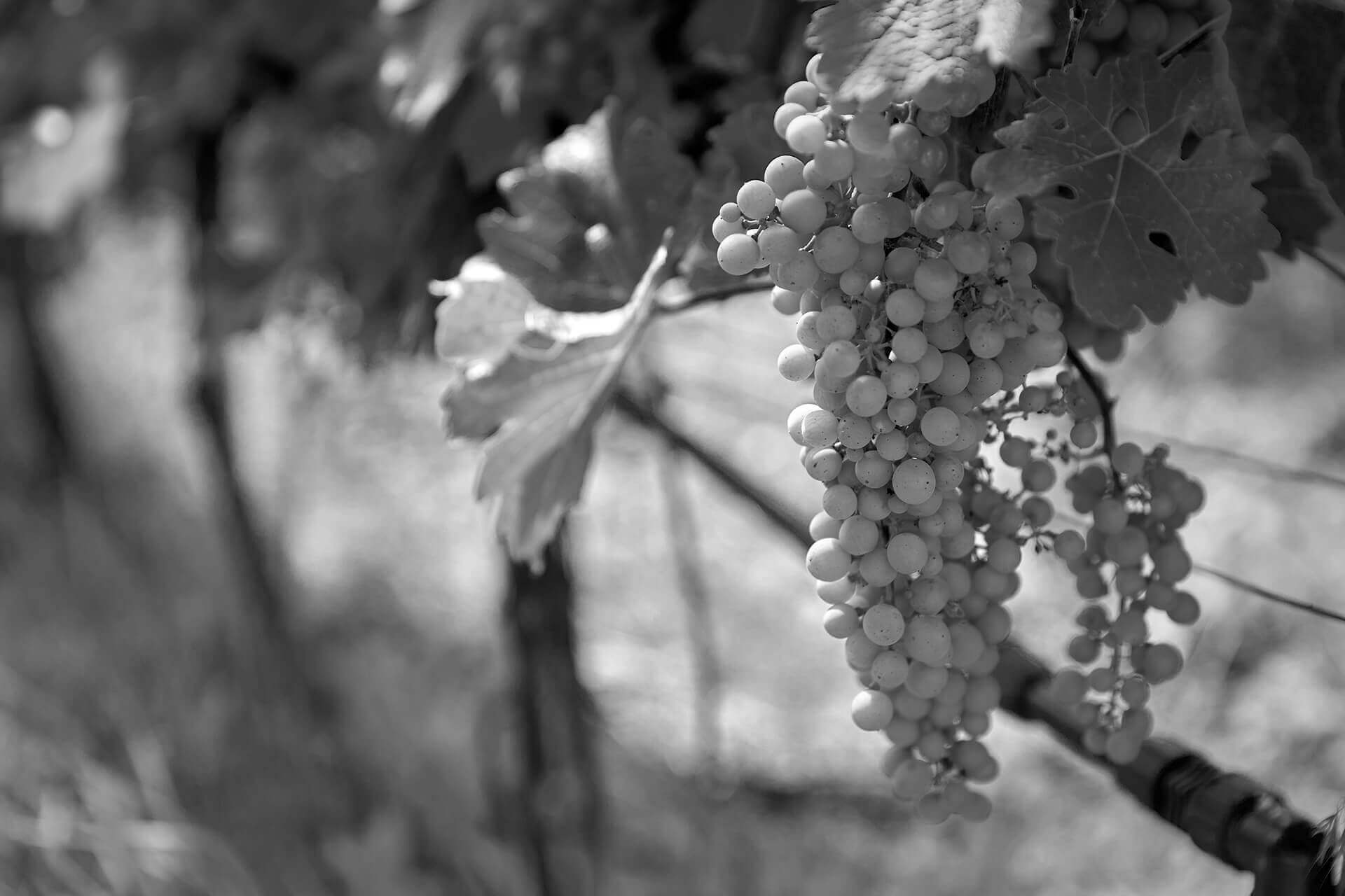 grapes